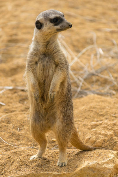 istock Curious meerkat keeping a lookout 1281445684