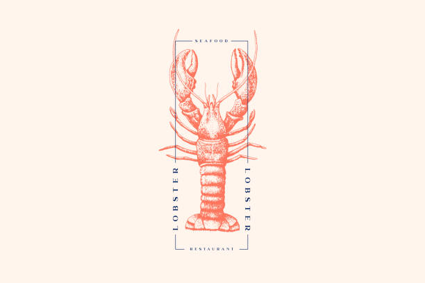 ilustraciones, imágenes clip art, dibujos animados e iconos de stock de langosta dibujada gráficamente. - lobster