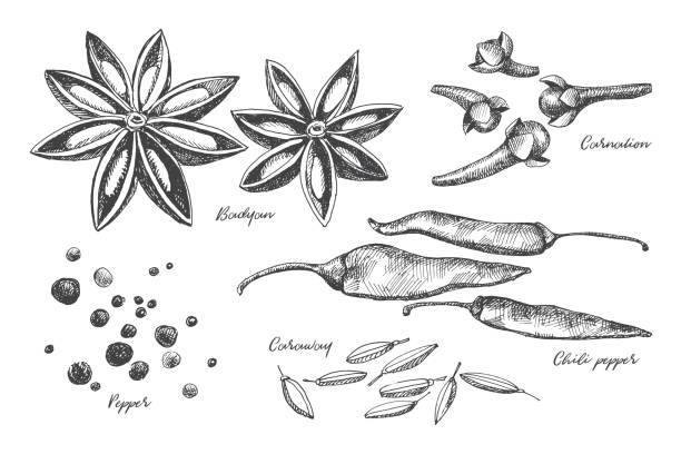 Spicy spices: cloves, pepper, star anise, and cardamom. Hand-drawn set of spices for cooking. Spicy spices: cloves, pepper, star anise, and cardamom on a light isolated background. Organic food concept. star anise stock illustrations