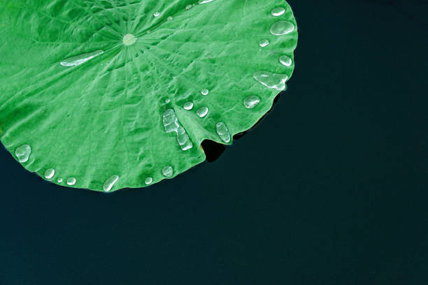 istock Clear water droplets on green water lily leaf 1281446110
