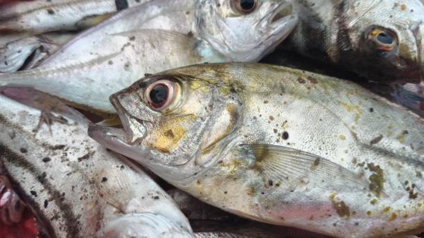 istock fish caught by fishermen, Aceh Indonesia 1281448323