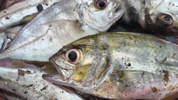 istock fish caught by residents, Aceh Indonesia 1281448361