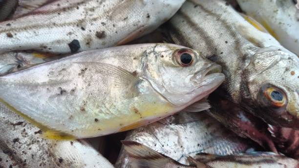 istock fish caught by residents, Aceh Indonesia 1281448377