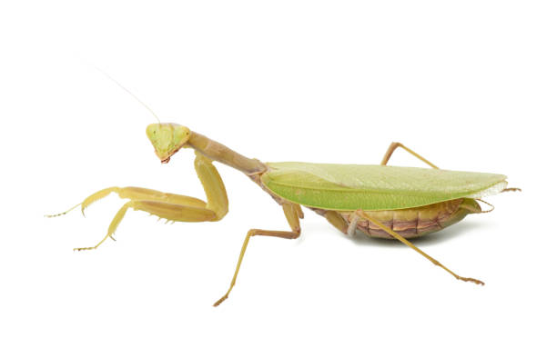 istock green young mantis sitting on a white background 1281448555