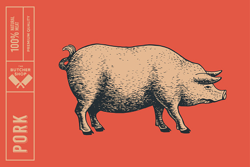 Retro graphic hand-drawn pig on red background. Engraving with farm animal for menu restaurants, for packaging in markets and shops. Vector vintage illustrations.