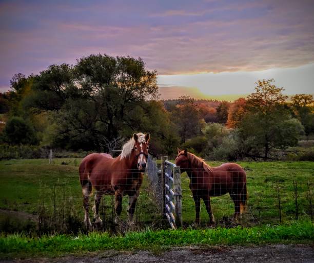 istock Sunrise over the Horses 1281448815