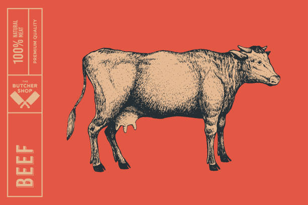 Graphic hand-drawn cow on a red background. Graphic hand-drawn cow on a red background. Retro engraving with farm animal for menu restaurants, for packaging in markets and shops. Vector vintage illustrations. cow drawings stock illustrations