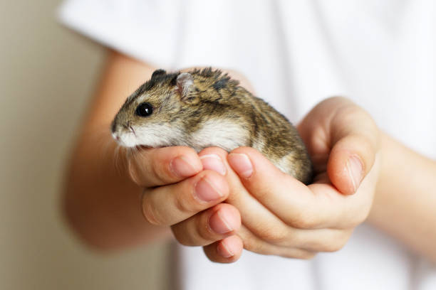 istock Cute little hamster in child's hands close 1281450153