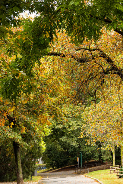 istock Autumn Trees forming Arch over pathway in public Park Europe 1281450157