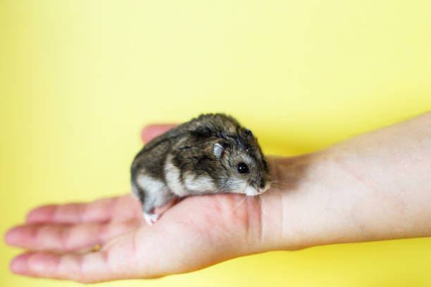 istock Cute little hamster in mens hands close on yellow background 1281450865