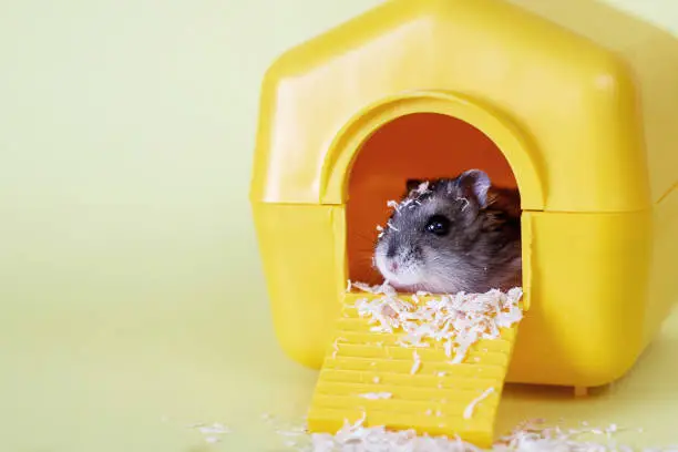 Djungarian dwarf hamster sitting inside its plastic house on a yellow background