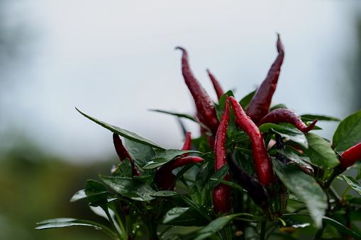 Hot chili peppers growing in an organic vegetable garden.
