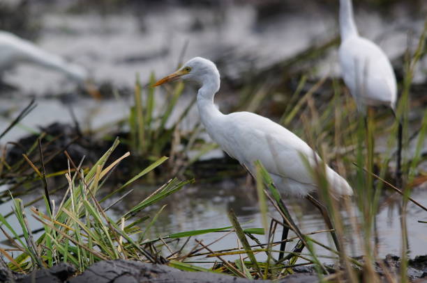istock Cattle egret are in the fields looking for food 1281451772