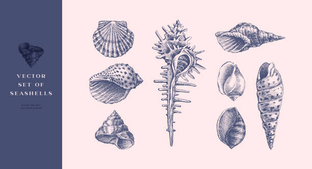 ilustraciones, imágenes clip art, dibujos animados e iconos de stock de conjunto de conchas marinas realistas dibujadas a mano. - concha
