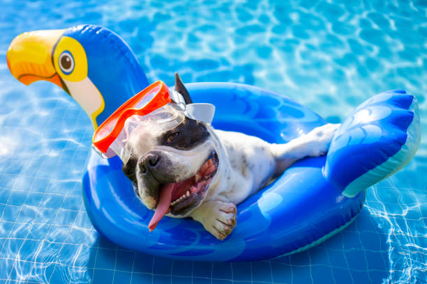 istock French bulldog resting on an inflatable wheel 1281452795