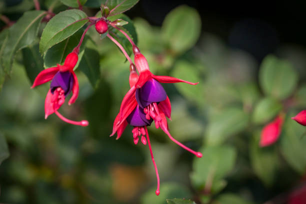istock Magellanic fuchsia (Fuchsia magellanica), fuchsia. 1281453709