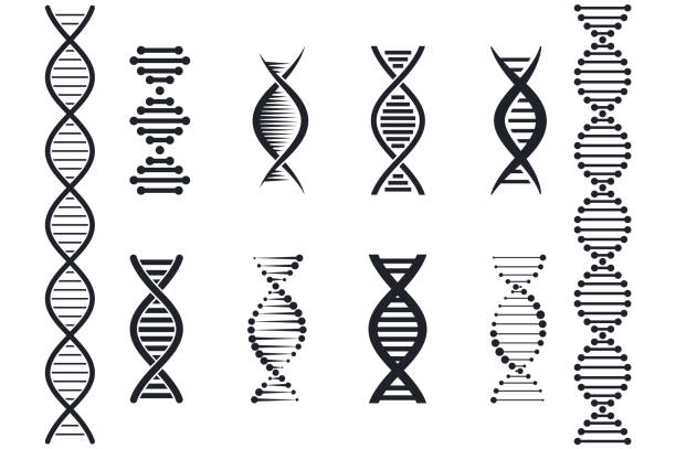 satz von dna-symbolen. genetische zeichen. medizinische symbole. strukturmolekül und chromosom. - helix stock-grafiken, -clipart, -cartoons und -symbole