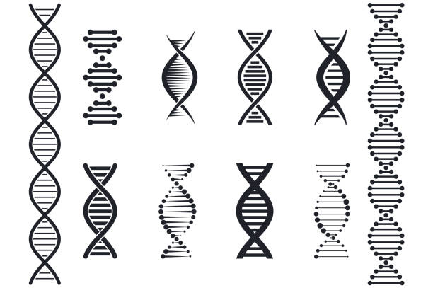zestaw ikon dna. objawy genetyczne. symbole medyczne. cząsteczka struktury i chromosom. - helix stock illustrations
