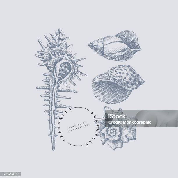 Animals Shells Drawing.pdf Set Of Handdrawn Shells Stock Illustration - Download Image Now ...