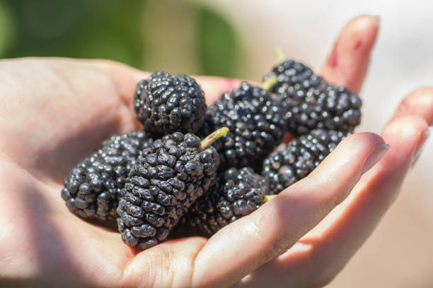 mano llena de frutas black mulberry (morus nigra), altos del golán - alcatraces de colores fotografías e imágenes de stock