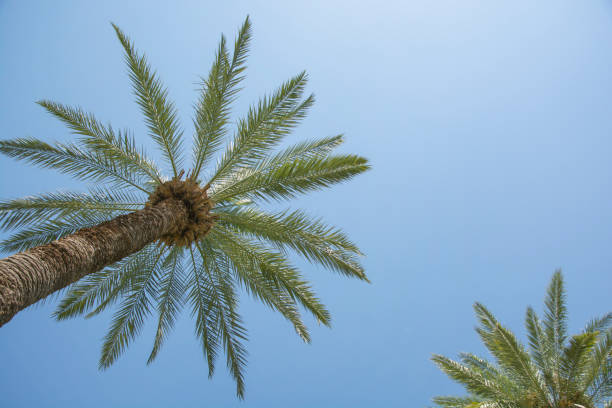 Blue sunny sky, underneath the palm trees stock photo