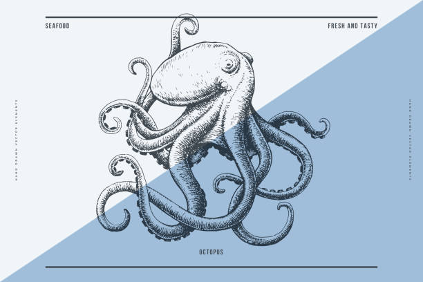 Hand-drawn image of an octopus. Hand-drawn image of an octopus on a light background. Ocean animal. Retro picture for the menu of fish restaurants, markets and shops. Vector illustration in vintage engraving style. octopus stock illustrations