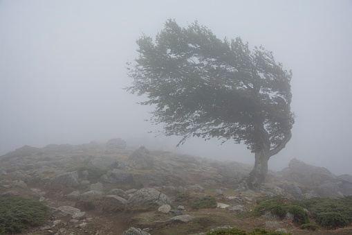 Un solo árbol en la niebla, luchando contra el fuerte viento photo
