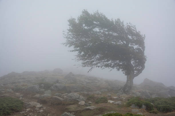 un solo árbol en la niebla, luchando contra el fuerte viento - solitude morning nature rural scene fotografías e imágenes de stock