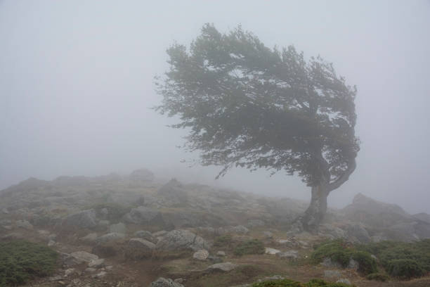 Single tree in the fog, struggling the strong wind Single tree in the fog, struggling the strong wind gale stock pictures, royalty-free photos & images
