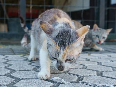 Feeding of a homeless cats фе еру сшен ыекууе