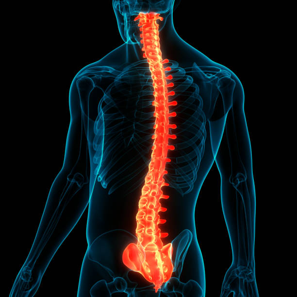 istock Spinal Cord Vertebral Column of Human Skeleton System Anatomy 1281460253