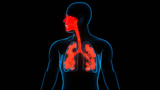 istock Human Respiratory System Lungs with Alveoli Anatomy 1281460318