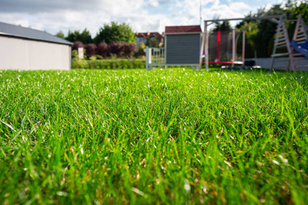 istock Lush grass in the garden 1281460990