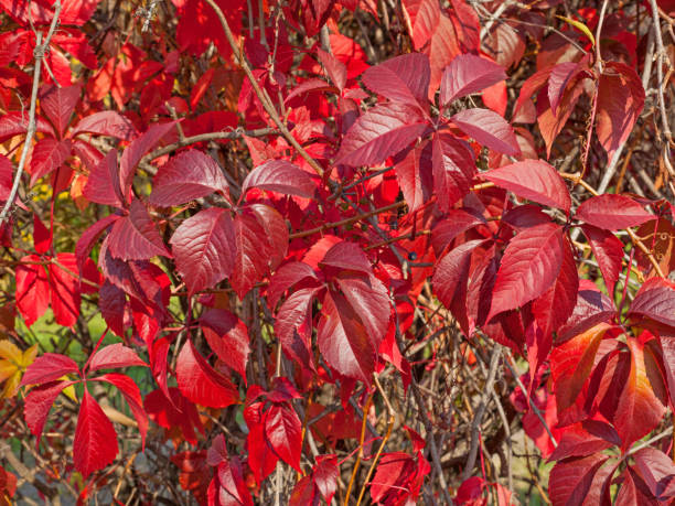 istock Reddened leaves of wild grapes. Autumn pattern 1281461165