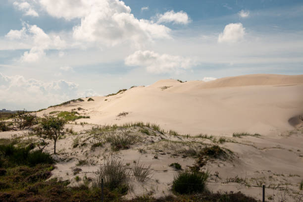 zona de dunas llamada 'dunas afeitadas' - schoorl fotografías e imágenes de stock