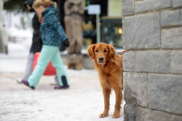 irlandzki pies seter na ulicy małego miasteczka w alpach, szwajcaria, europa. zimowe rodzinne wakacje ze zwierzętami. ośrodek narciarski. - 11207 zdjęcia i obrazy z banku zdjęć