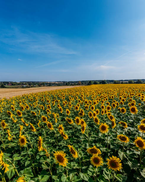 istock Sunflower field on a beautiful summer day 1281464749