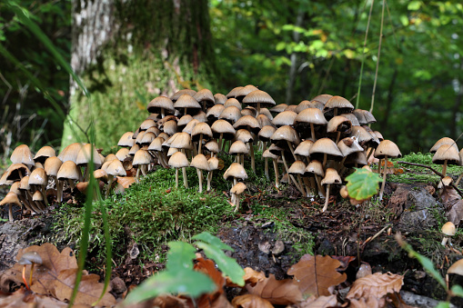 Brown forest mushrooms grew on a fallen tree.