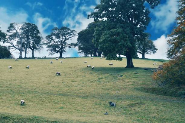 Landscape over Yorkshire with farm animals and oak tree