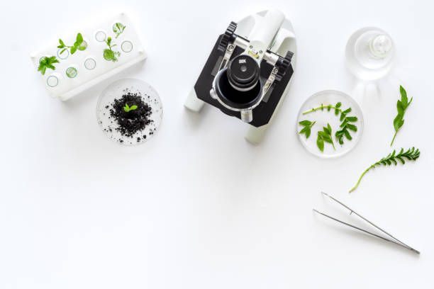 istock Phytopathological examining soil and plants with microscope in lab, above view 1281466610