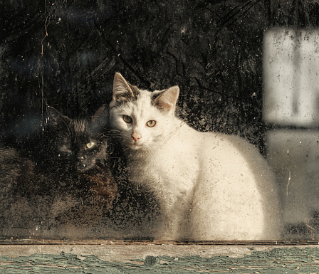 Black & white cats snuggle in a window.