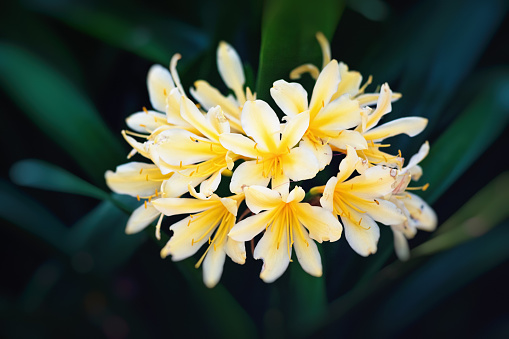 Flower canna yellow tropical wild
