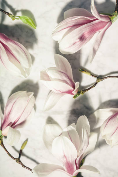 istock Beautiful pink magnolia flowers on white marble table. Top view. flat lay. Spring minimal concept. 1281468130