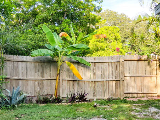 banana tree creciendo por cerca de madera en sarasota florida backyard en verano - banana tree fotografías e imágenes de stock
