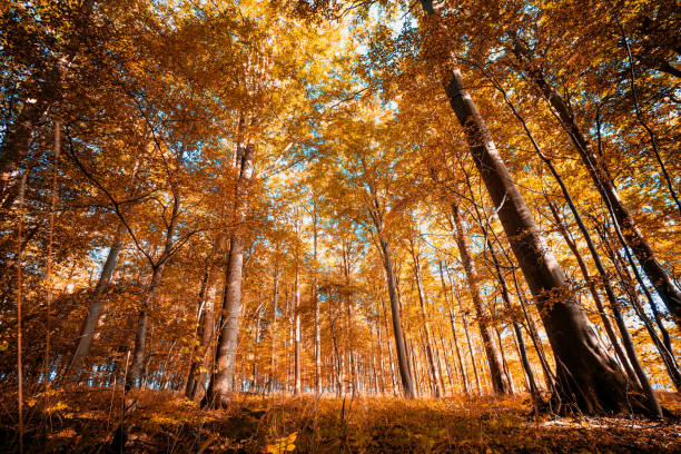 istock Beautiful autumn season in the forest 1281468773