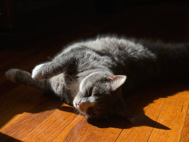 istock Grey and White Cat on Wood Floor Harsh Shadows 1281468873