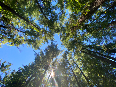 Looking straight up at the lush green tree canopy deep in the woods.