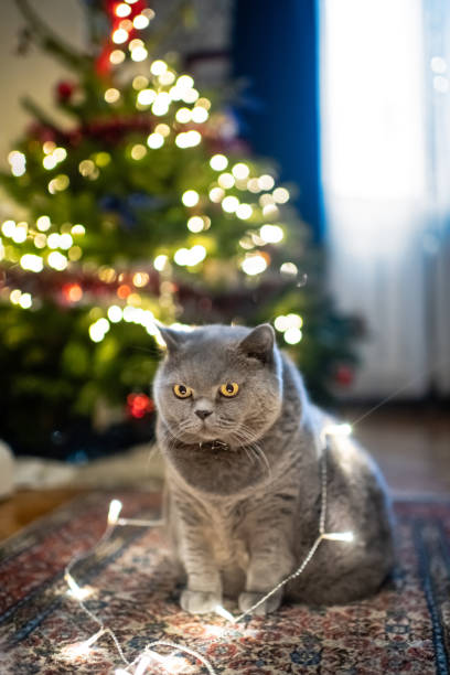 istock Cute British shorthair cat near Christmas tree 1281471827