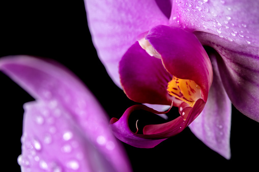 Beautiful Orchid flower close-up on a black background.