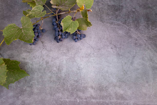 istock Grapes for making red wine. Background with fresh grapes and leaves. Copy space. View from above 1281472414